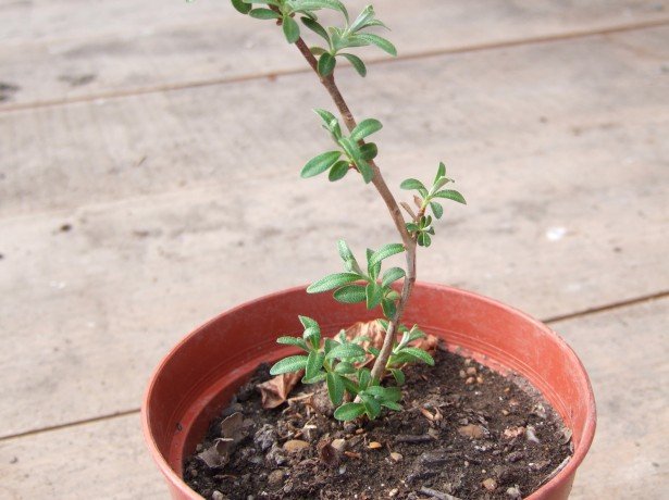 সাগর buckthorn প্রিক্টি বাগানের shrub বলা হয়, যা আগস্ট-সেপ্টেম্বর দ্বারা আক্ষরিক ফল সঙ্গে আচ্ছাদিত করা হয়। বন্য সমুদ্রের বীথরনের চকচকে হলুদ বেরিতে একটি খেজুর খামির স্বাদ রয়েছে, এবং বুশের অসংখ্য অঙ্কুর নিজেই এর পরে ক্রমবর্ধমান উদ্ভিদের ডুবে ফেলে। কিন্তু এটি শুধুমাত্র তার বন্য প্রজাতির ক্ষেত্রে প্রযোজ্য, আমাদের প্রবন্ধে আমরা কীভাবে উদ্ভিদযুক্ত সমুদ্রের বকথরন উদ্ভিদ এবং বিকাশের কথা বলব, যা পতনের মধ্যে একটি শোভাকর চেহারাও রয়েছে। ল্যান্ডিং নিয়ম সাগর buckthorn একটি অনন্য বৈশিষ্ট্য যে তার সব cultivars নারী এবং পুরুষ গাছ আছে। যদি আপনি তাদের একত্রিত করেন, তবে তারা একে অপরকে পরাভূত করবে এবং একটি চমৎকার ফসল উৎপন্ন করবে। একক মহিলা গাছ থেকে 10 কেজি ফসল অপসারণ করা যেতে পারে। আপনি চাষ শুরু করার আগে: একটি উপযুক্ত seedling চয়ন করুন। অবতরণ জায়গায় সিদ্ধান্ত নিতে। স্থল প্রস্তুত। জমি সেরা সময় চয়ন করুন। একক মহিলা গাছ থেকে 10 কেজি ফসল অপসারণ করা যেতে পারে। চাষ করা উদ্ভিদ সমুদ্রের বীথরন, রোপণ ও যত্ন যা কোনও নির্দিষ্ট অসুবিধাটি উপস্থাপন করে না, তার সমৃদ্ধ হলুদ বা কমলা রঙের মাঝারি বা বড় বীচি রয়েছে, লাল, খামির মিষ্টি ফলগুলিও রয়েছে। আমাদের ফলের গাছের সবচেয়ে জনপ্রিয় জাতের গাছগুলি, যা আমাদের অক্ষাংশে রোপণের সুপারিশ করা হয়, তা হল: অপেশাদার। Panteleevskaya। আমার প্রিয়। Chui। Vorobiev। রোপণের সময়, সমস্ত পারমিট থাকা নার্সারি বিক্রিকারীদের জন্য অগ্রাধিকার দেওয়া উচিত। এটি নিশ্চিত করবে যে আপনি ঠিক যেটি চয়ন করেছেন সেগুলি আপনার কাছে থাকবে। সাগর buckthorn, পাশাপাশি বাগান cranberries , ঘরের কাছাকাছি, রাস্তা বরাবর, এবং ঢালাই প্রান্ত উপর ভাল grows। এটা জরুরী যে এই shrub বাগান প্লট থেকে অনেক দূরে। প্রকৃতপক্ষে সমুদ্রের বাথরন দীর্ঘ, দুর্বলভাবে শিকড় শিকড়, যা তার ট্রাঙ্ক থেকে পার্শ্ব পর্যন্ত দশ মিটার প্রসারিত করতে পারে, যা পৃথিবীর পৃষ্ঠের নীচে সরাসরি অগভীর। অন্তত একটি রুট প্রক্রিয়া আঘাত করে উল্লেখযোগ্যভাবে গাছ দুর্বল করে এবং এমনকি তার মৃত্যু হতে পারে। বুশের চারদিকে মাটি খনন করার পরামর্শ দেওয়া হয় না। উপরন্তু, আহত ক্ষতিকারক রুট অঙ্কুর প্রায় প্রচুর পরিমাণে বন্য shoots হতে, যা নির্মূল করা কঠিন হতে পারে। ক্রমবর্ধমান রহস্য এবং subtleties সম্পর্কে ভিডিও এটা মনে রাখা গুরুত্বপূর্ণ যে সমুদ্র buckthorn খুব হালকা ভালবাসে, তাই তার অবতরণ জন্য নির্বাচিত জায়গা ছায়া হতে হবে না। এই ফলটি বসন্তের প্রথম দিকে বসানো হয়, বীজতলার জন্য অগ্রিম প্রস্তুত গর্তে বালি, আর্দ্রতা এবং ফসফরাস-পটাসিয়াম সার প্রয়োগ করা হয়। এসিডীয় মাটি রোপণ করা হয়, এটি অ্যাশেজ আঘাত না। বিভিন্ন বুশ লাগানোর সময় তাদের মধ্যে ন্যূনতম দূরত্ব 2