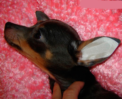 כאשר האוזניים יבשות, דבק את העיצוב לתוך האוזן של הכלב, כפי שמוצג בתמונה, בזהירות להחליק אותו
